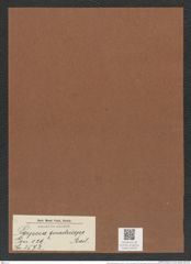 Porpeia quadriceps Bail. (de-Toni-Nr.: Genus 129, Species 3572) Zeichnungen Sammlung Grunow Mappe 03740 (Herbarium_W_Grunow_drawings_Folder_03740)